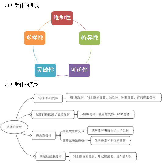 受体的性质及类型