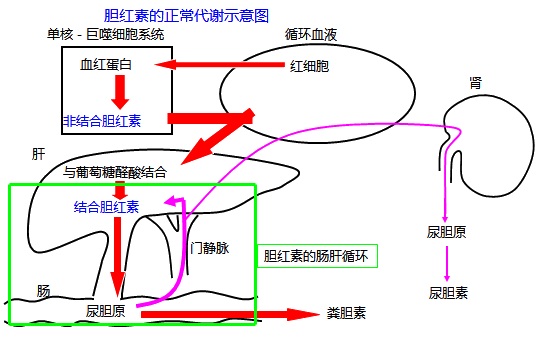 2019中医执业医师实践技能考点：胆红素代谢检查